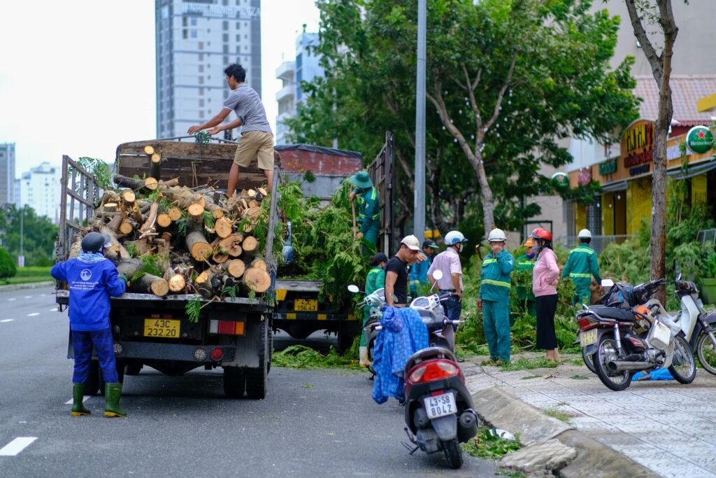 tree removal sunshine coast